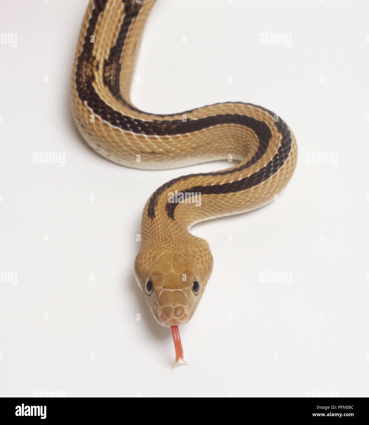 Ansicht des ''Blond'' in Form einer trans-pecos Ratsnake. Die Färbung ist weniger häufig als der typische Form. Die Markierungen sind kleiner und haben eine ausgewaschen aussehen, und die Hintergrundfarbe ist leichter. Stockfoto