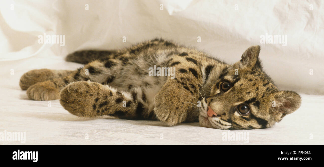 Seitenansicht der Nebelparder Neofelis nebulosa Cub, mit Kopf nach links im Profil. Stockfoto