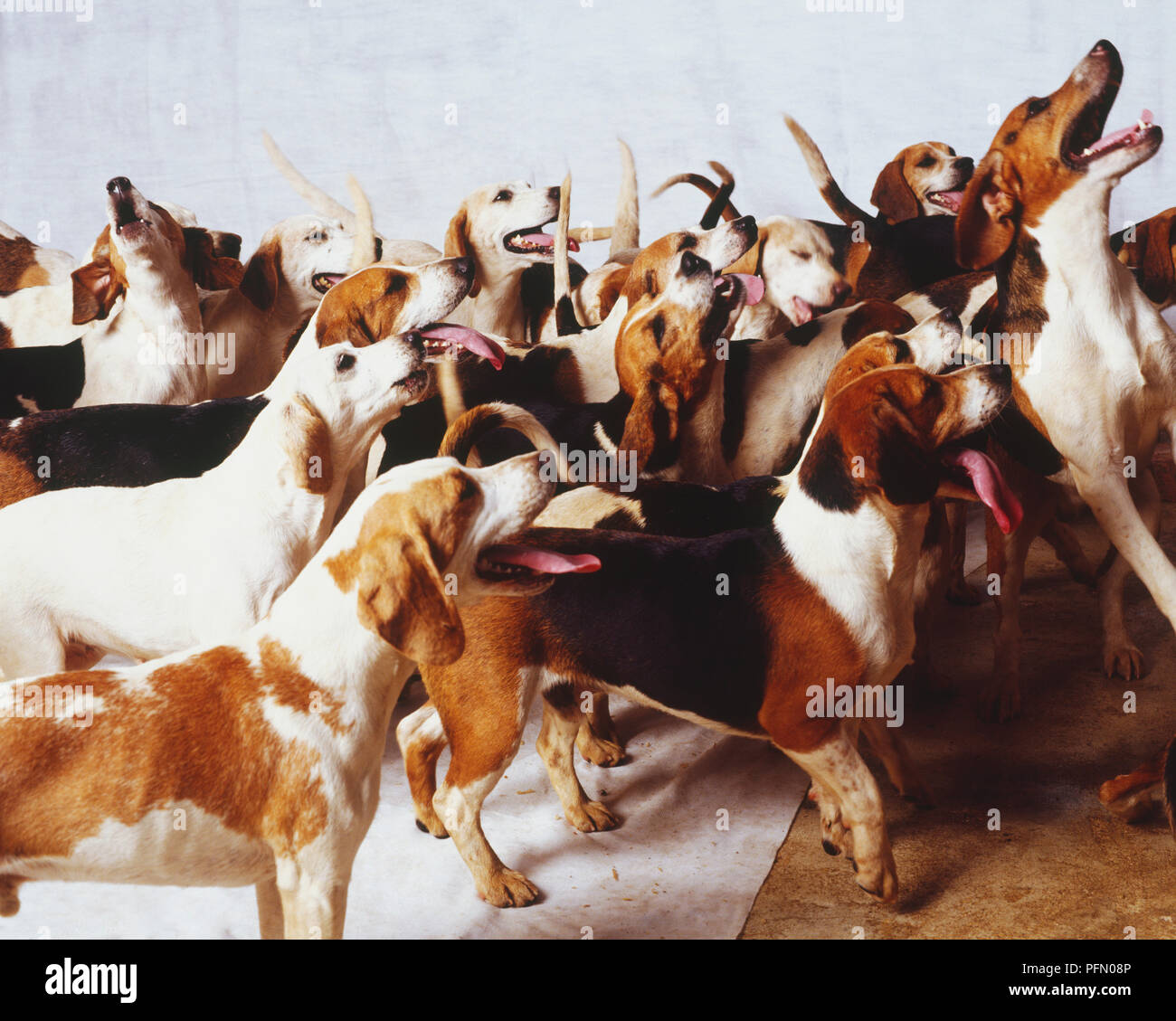 Packung mit Beagles (Canis familiaris), Seitenansicht. Stockfoto