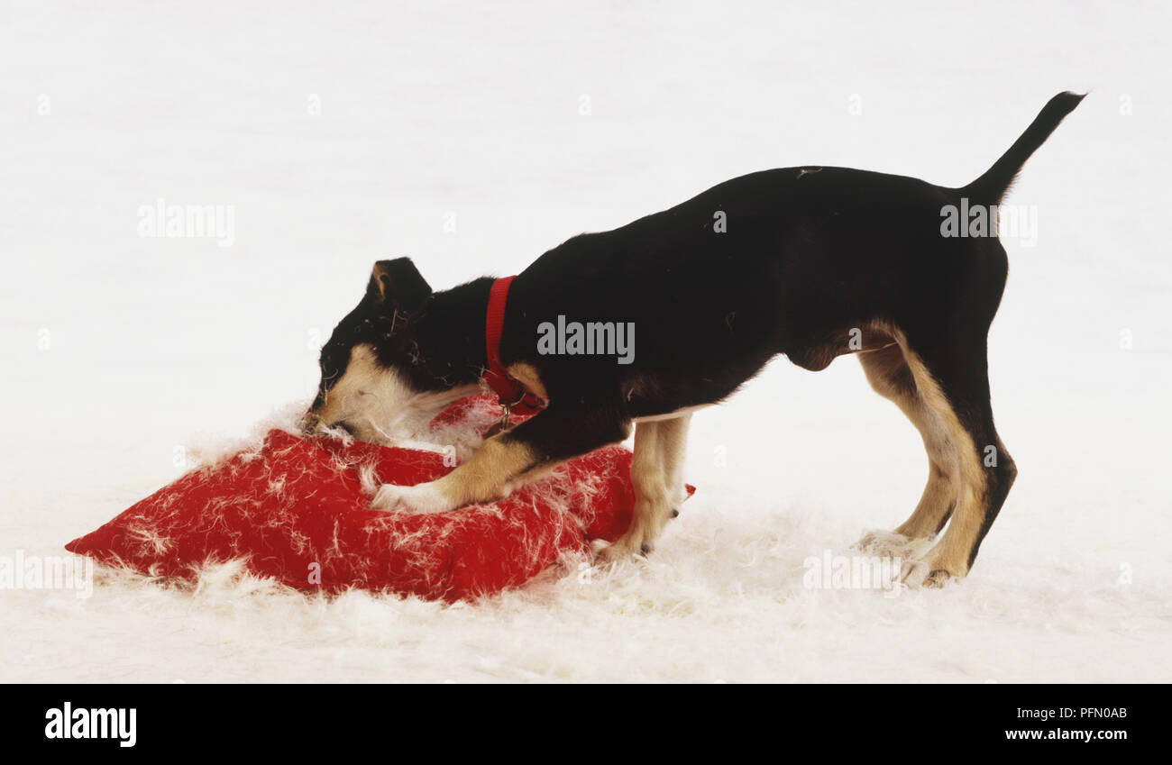 Schwarz und tan Hund (Canis familiaris) zerreißen, rotes Polster, weiße Federn verstreut herum, Seitenansicht Stockfoto