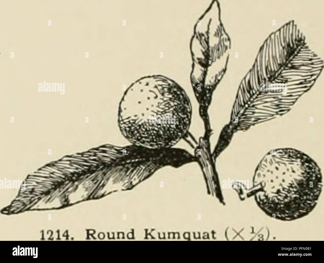 . Cyclopedia der amerikanischen Gartenbau, bestehend aus Anregungen für den Anbau von Gartenpflanzen, Beschreibungen der Arten von Obst, Gemüse, Blumen und Zierpflanzen in den Vereinigten Staaten und in Kanada verkauft, zusammen mit geographischen und Biographische Skizzen. Im Garten arbeiten. KYDIA pot-Anlage für das Haus ist ein Juwel, ein sehr Hand - einige immergrünen Strauch und blühende frei durch den Frühling oder frühen Sommer, dann die interessante Frucht. Die Blüten sind ähnlich wie die orange, weiß und duftende, aber kleiner. Der Boden am besten für den Kum angepasst - quat ist ein Licht Lehm oder Sand. Stockfoto . Cyclopedia der amerikanischen Gartenbau, bestehend aus Anregungen für den Anbau von Gartenpflanzen, Beschreibungen der Arten von Obst, Gemüse, Blumen und Zierpflanzen in den Vereinigten Staaten und in Kanada verkauft, zusammen mit geographischen und Biographische Skizzen. Im Garten arbeiten. KYDIA pot-Anlage für das Haus ist ein Juwel, ein sehr Hand - einige immergrünen Strauch und blühende frei durch den Frühling oder frühen Sommer, dann die interessante Frucht. Die Blüten sind ähnlich wie die orange, weiß und duftende, aber kleiner. Der Boden am besten für den Kum angepasst - quat ist ein Licht Lehm oder Sand. Stockfoto