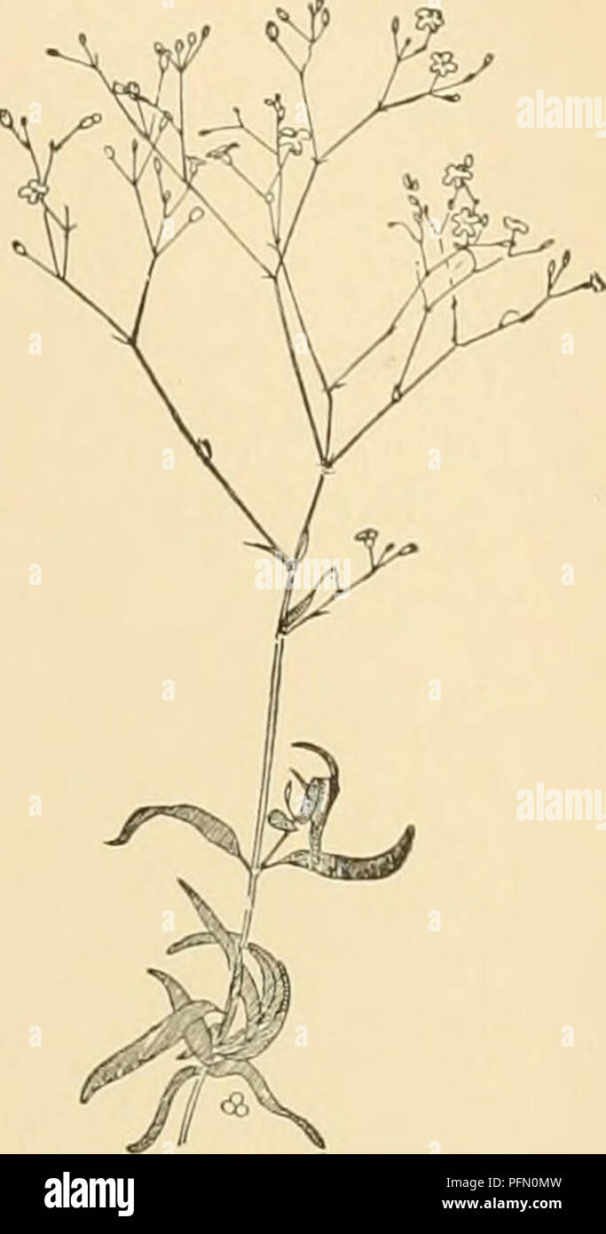 . Cyclopedia der amerikanischen Gartenbau: Bestehend aus Anregungen für den Anbau von Gartenpflanzen, Beschreibungen der Arten von Obst, Gemüse, Blumen und Zierpflanzen in den Vereinigten Staaten und in Kanada verkauft, zusammen mit geographischen und Biographische Skizzen. Gartenbau, Gartenbau, Gartenbau, Gartenbau. 1012. Gypsophila natürliche Größe. Li. Lange: Pflanze kahl 1 panicuiata, Linn. Baby's Bb â fast so. Abb. 1013. Dif-Sicherung und eher hoch wachsenden (2-." Ich ft.), Forking: lvs. lin-ear-Lanzettlichen, das größte 3 in. lange, sondern immer in Richtung der Blütenstand kleinere, Sha Stockfoto . Cyclopedia der amerikanischen Gartenbau: Bestehend aus Anregungen für den Anbau von Gartenpflanzen, Beschreibungen der Arten von Obst, Gemüse, Blumen und Zierpflanzen in den Vereinigten Staaten und in Kanada verkauft, zusammen mit geographischen und Biographische Skizzen. Gartenbau, Gartenbau, Gartenbau, Gartenbau. 1012. Gypsophila natürliche Größe. Li. Lange: Pflanze kahl 1 panicuiata, Linn. Baby's Bb â fast so. Abb. 1013. Dif-Sicherung und eher hoch wachsenden (2-." Ich ft.), Forking: lvs. lin-ear-Lanzettlichen, das größte 3 in. lange, sondern immer in Richtung der Blütenstand kleinere, Sha Stockfoto