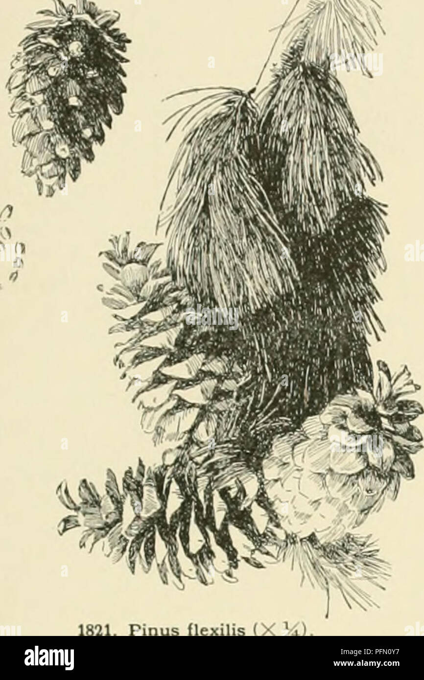 . Cyclopedia der amerikanischen Gartenbau, bestehend aus Anregungen für den Anbau von Gartenpflanzen, Beschreibungen der Arten von Obst, Gemüse, Blumen und Zierpflanzen in den Vereinigten Staaten und in Kanada verkauft, zusammen mit geographischen und Biographische Skizzen. Im Garten arbeiten. PINUS? P LILT ich Bj das bisschen&gt; verdickte lown meliert mit Bla k iii Lange anl Cahf S S 11 j40 41 (T H I 120 (us P Gia: zelieri) - rniing Smiilai zu einem etwas ii irr ti mehr Ich irh als fii Norden ist M S PINUS 1351. Lamberti^ na DouâI St r Pi (10-I0tt mit spr pp 102 193 âHandsome tn e etwas reaem ich lingth Stockfoto