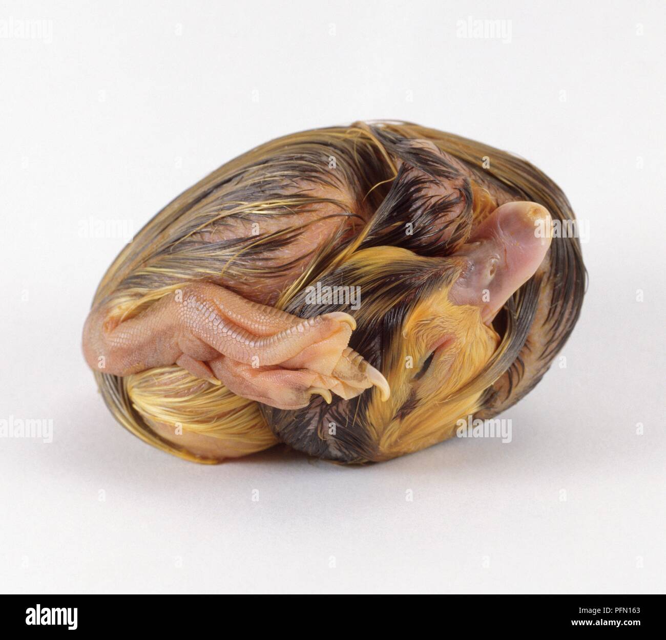 Muscovy duck (Cairina moschata) Hatchling" zusammengerollt Stockfoto