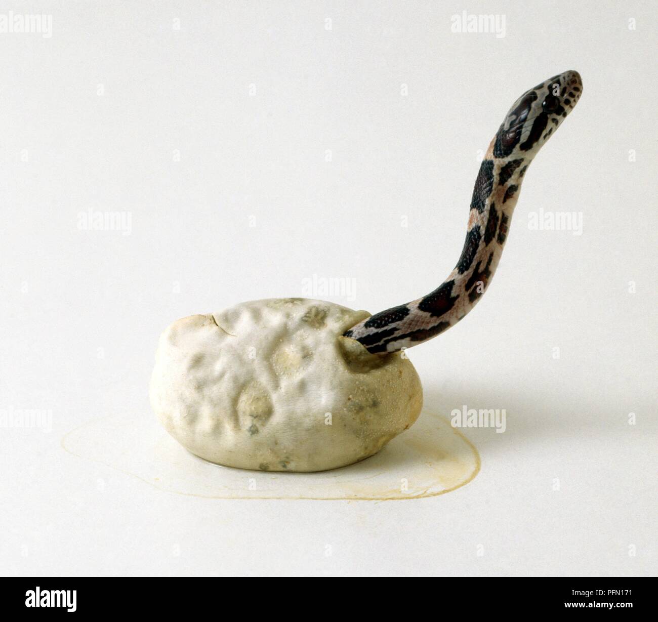 Corn snake (elaphe Guttata) aus Egg Shell, heben den Kopf Stockfoto