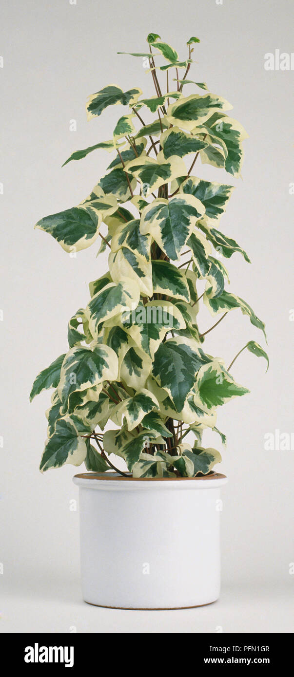 Hedera canariensis (algerische Efeu), zimmerpflanze mit panaschierten