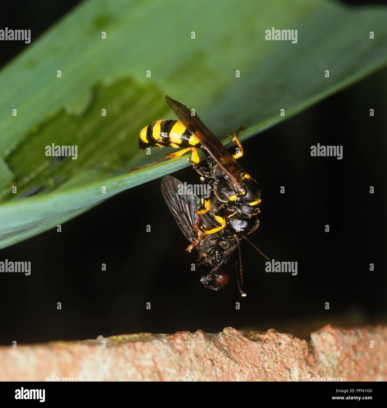 Feld digger Wasp (Mellinus arvensis) Angriff fliegen Stockfoto
