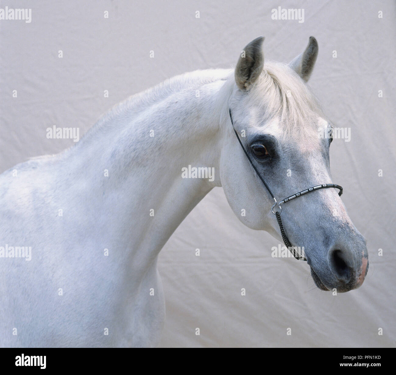 Leiter der weißen arabischen racing Horse, close-up Stockfoto