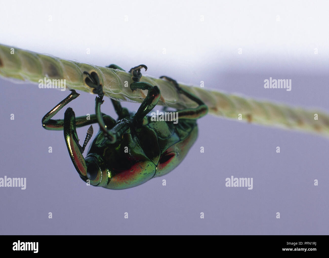 Jewel Rüsselkäfer mit langen Vorspringenden Schnauze, kurze gelenkige Beine und eine schillernde, metallische aussehende Grüne und rote Körper, Balancieren auf grünen Stiel. Stockfoto