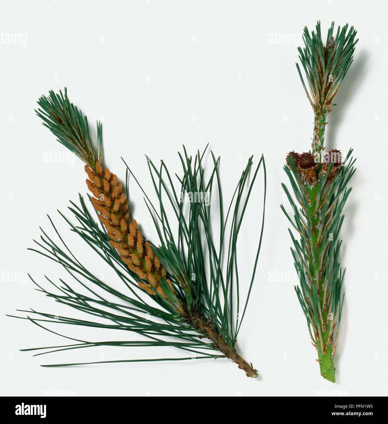 Pinus muricata (Pine), grüne Nadel Blätter, und Pinecone Stockfoto