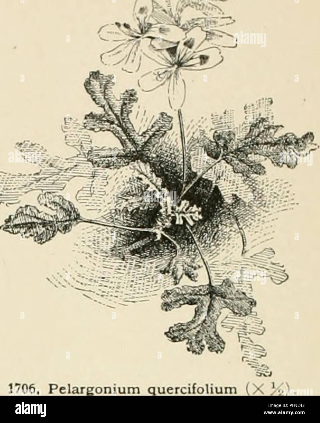 . Cyclopedia der amerikanischen Gartenbau, bestehend aus Anregungen für den Anbau von Gartenpflanzen, Beschreibungen der Arten von Obst, Gemüse, Blumen und Zierpflanzen in den Vereinigten Staaten und in Kanada verkauft, zusammen mit geographischen und Biographische Skizzen. Im Garten arbeiten. PELARGONIUM â d und meist ciliate Lappen; Blüten doppelt so x-Nocken, rot bis violett, die 2 rect und lila-gestromt oder gestreift, der 3. 1706. Pelargonium quercifoli niedriger sind in der Regel kleiner und nicht markiert und sepa-von der oberen bewertet, als ob die tiower waren 2-Lippig. B. JI. 20. Â Elternteil der Ivy-Leave Stockfoto . Cyclopedia der amerikanischen Gartenbau, bestehend aus Anregungen für den Anbau von Gartenpflanzen, Beschreibungen der Arten von Obst, Gemüse, Blumen und Zierpflanzen in den Vereinigten Staaten und in Kanada verkauft, zusammen mit geographischen und Biographische Skizzen. Im Garten arbeiten. PELARGONIUM â d und meist ciliate Lappen; Blüten doppelt so x-Nocken, rot bis violett, die 2 rect und lila-gestromt oder gestreift, der 3. 1706. Pelargonium quercifoli niedriger sind in der Regel kleiner und nicht markiert und sepa-von der oberen bewertet, als ob die tiower waren 2-Lippig. B. JI. 20. Â Elternteil der Ivy-Leave Stockfoto
