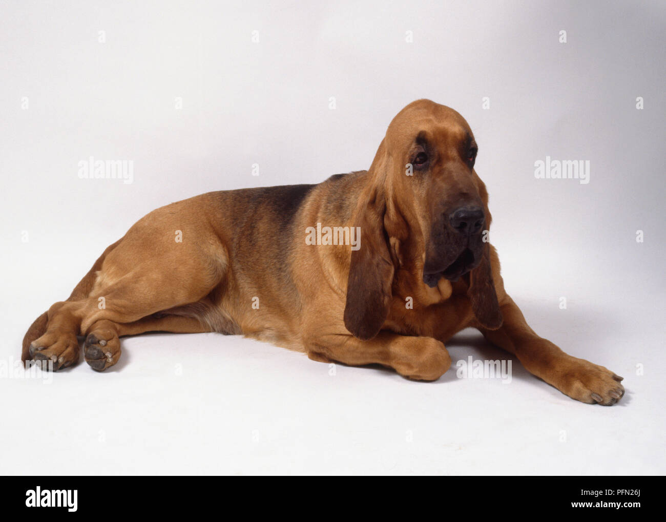 Eine glänzende braune Bloodhound mit langen hängend Ohren und hängenden Brustspitze auf dem Boden liegt mit seiner vorderen rechten Pfote unter verstaut Stockfoto
