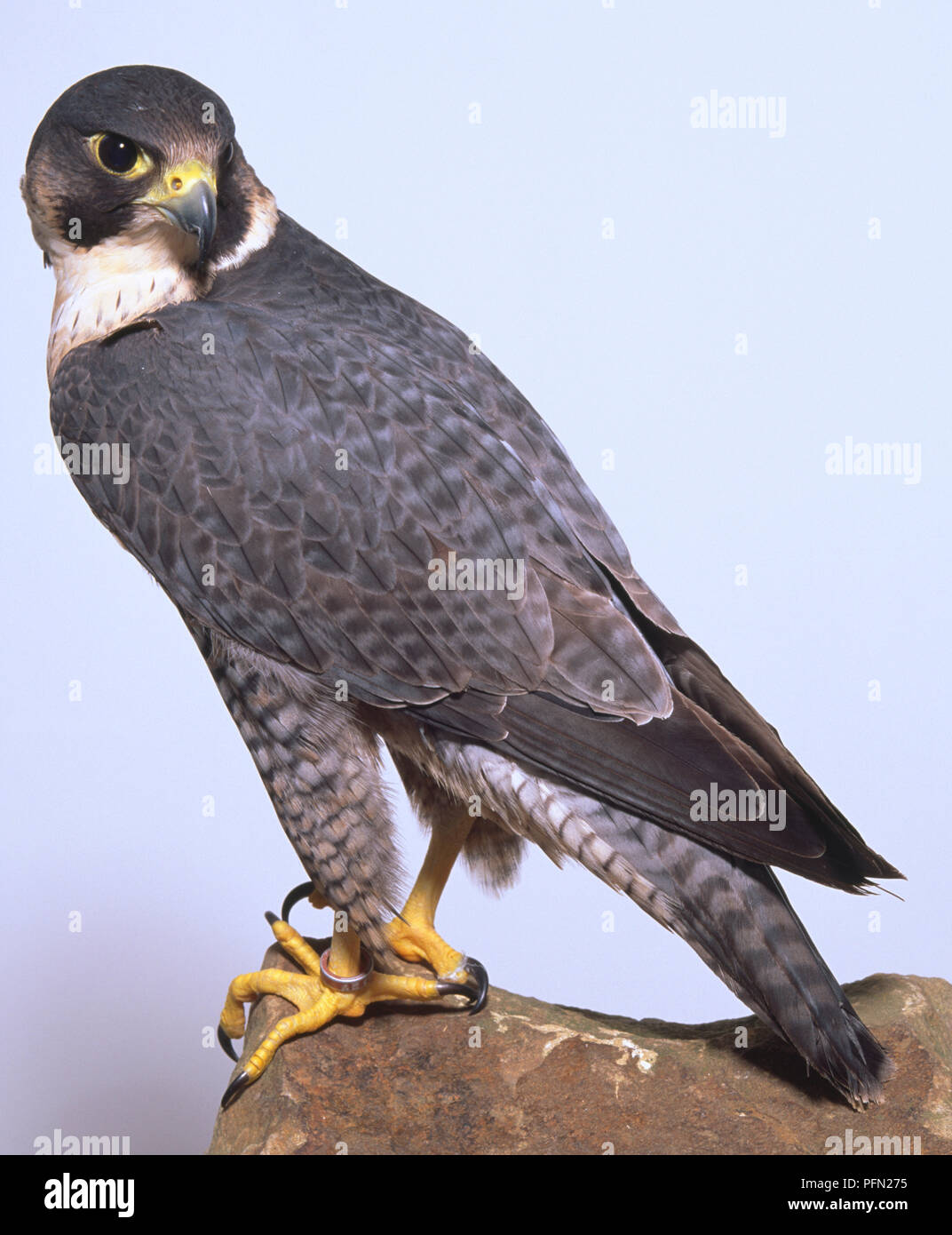 Wanderfalke thront auf einem Zweig, Körper und Kopf im Profil schauen hinter Links, Grau und Weiß gesprenkelten Federn mit einem weißen Ring von Federn um den Hals Stockfoto