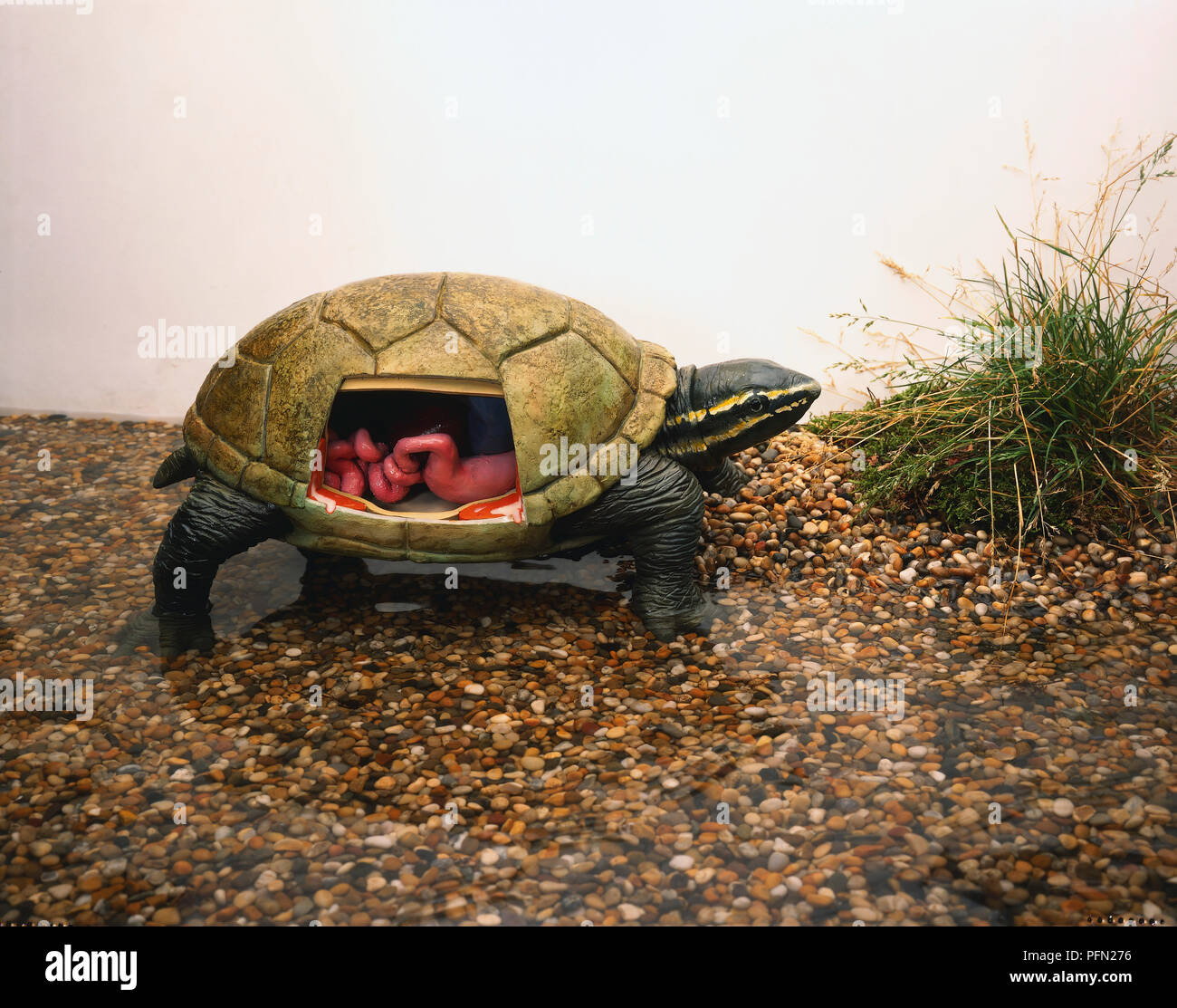 Seitenansicht des Modells der Stinkpot Schildkröte kriecht aus Wasser mit Kopf und Beine verlängern, scutes die knöchernen Schale, Abschnitt der Schale entfernt, die inneren Organe, einschließlich Red stinken Drüsen und Kanäle, die stinkende gelbe Flüssigkeit neben Muskel Wand. Stockfoto