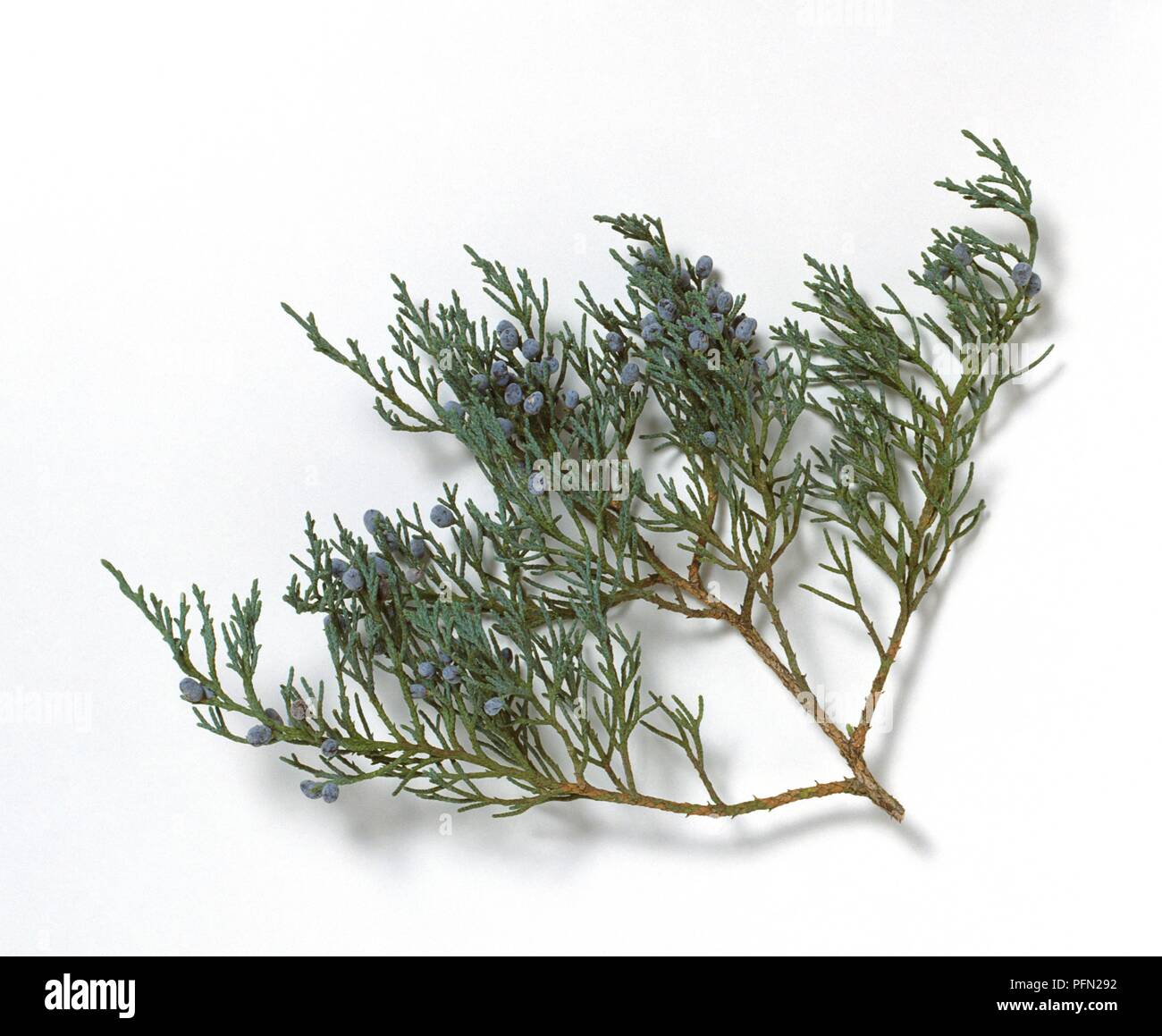 Juniperus virginiana 'hastata '(Pencil Cedar), Zweig mit Blättern und Früchten Stockfoto