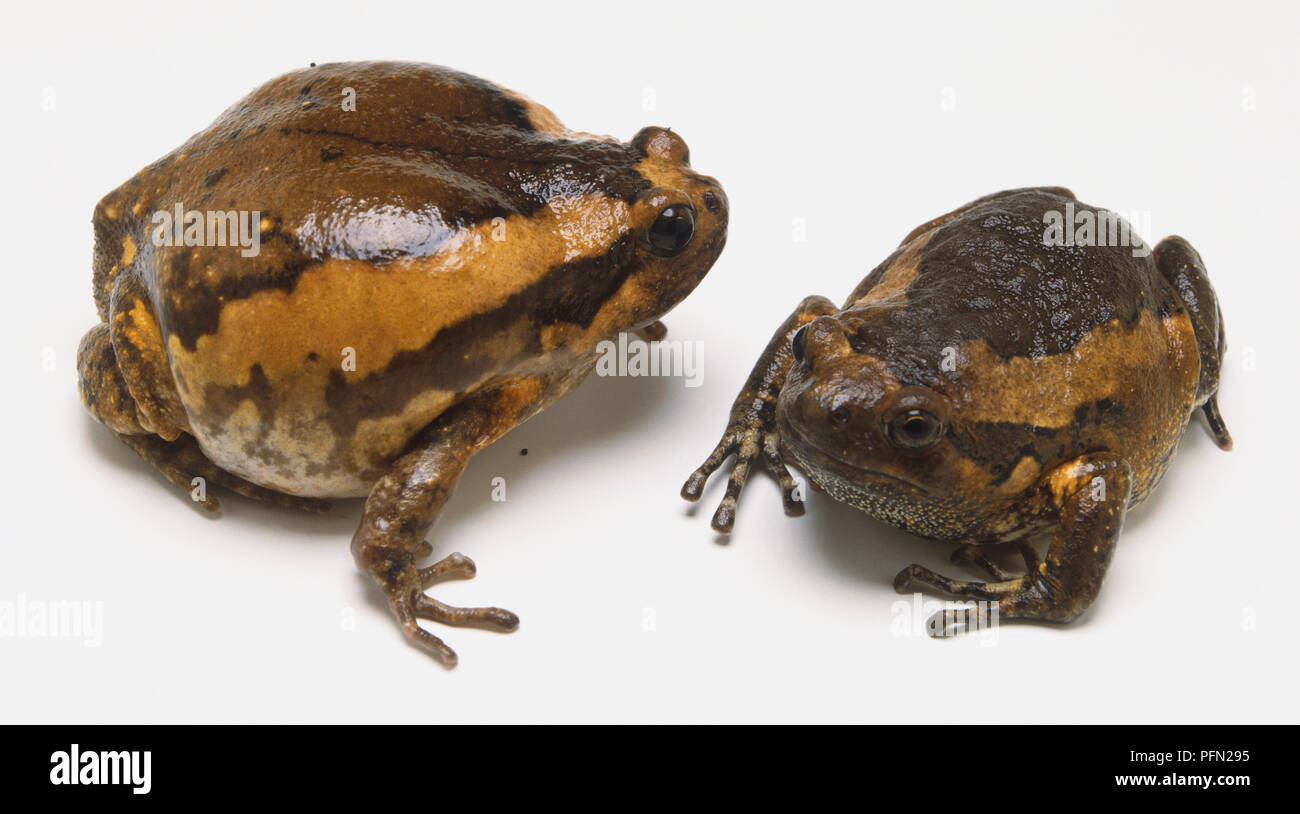 Paar Asiatische lackiert Frösche (Kaloula pulchra) Stockfoto