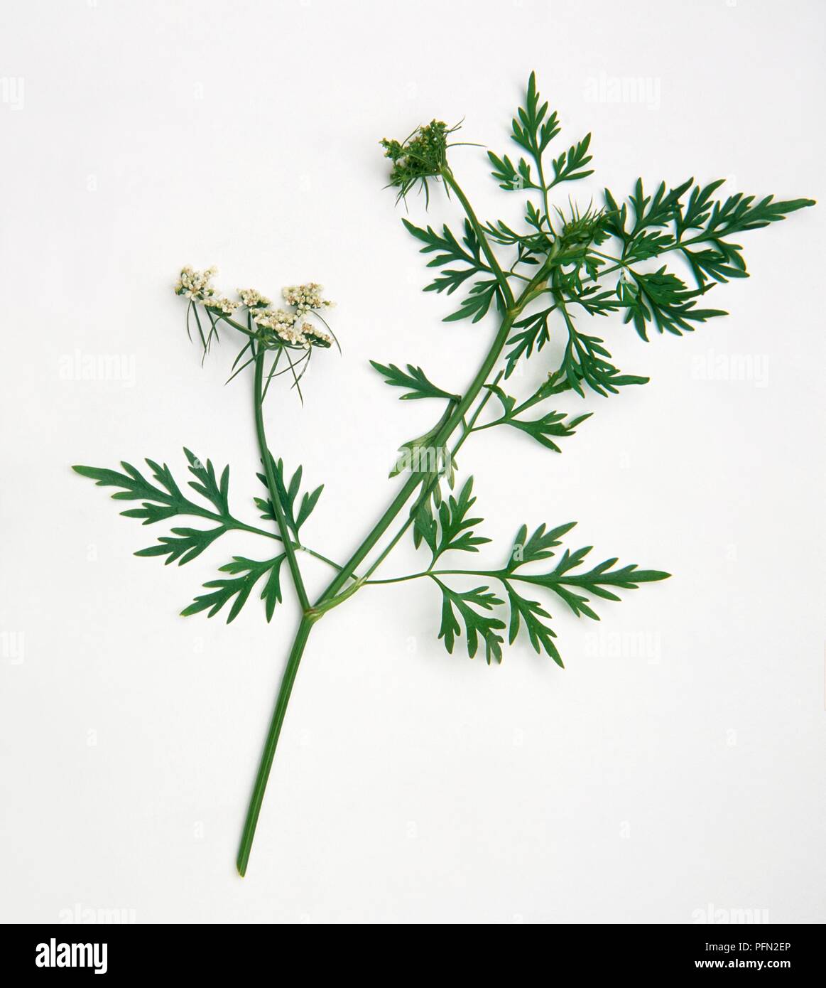 Aethusa cynapium (Fool's Petersilie), Stengel mit weißen Blüten in Dolden und grüne Blätter Stockfoto