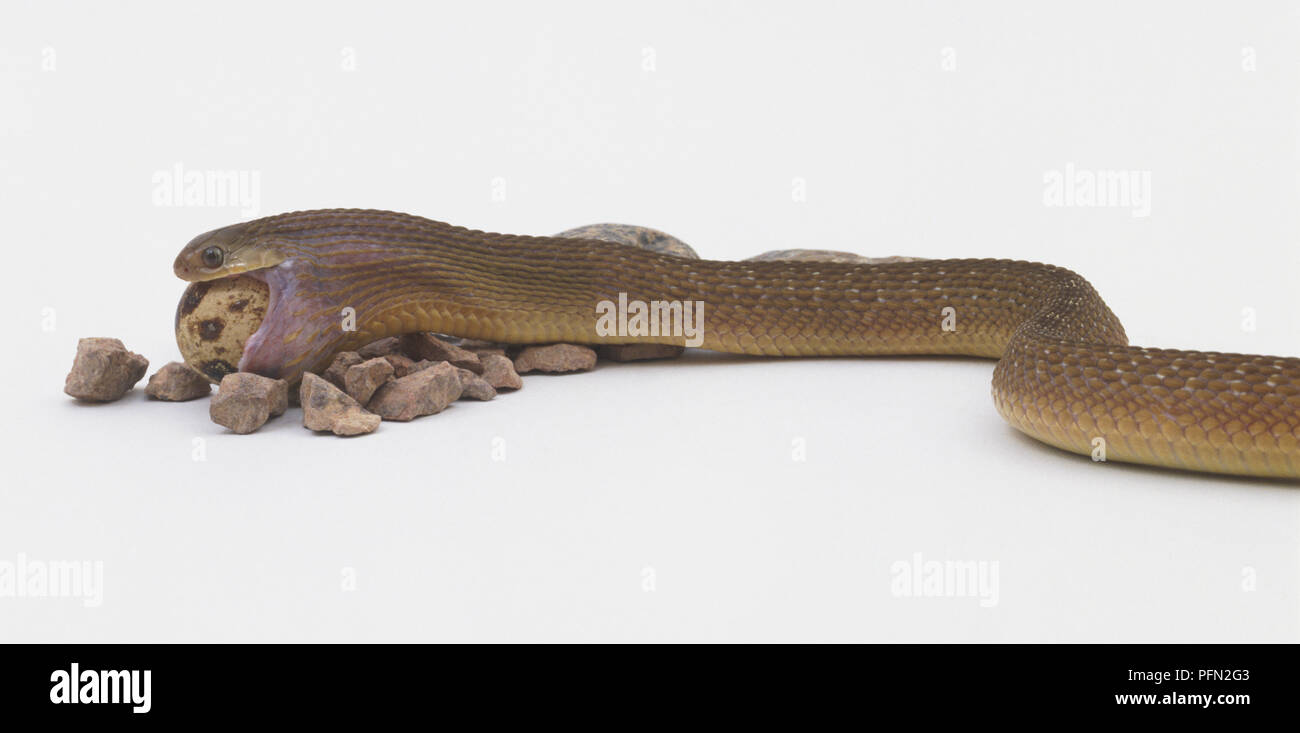 Gemeinsame Egg-eating Snake (dasypeltis Scabra) schlucken ein Ei, Seitenansicht Stockfoto