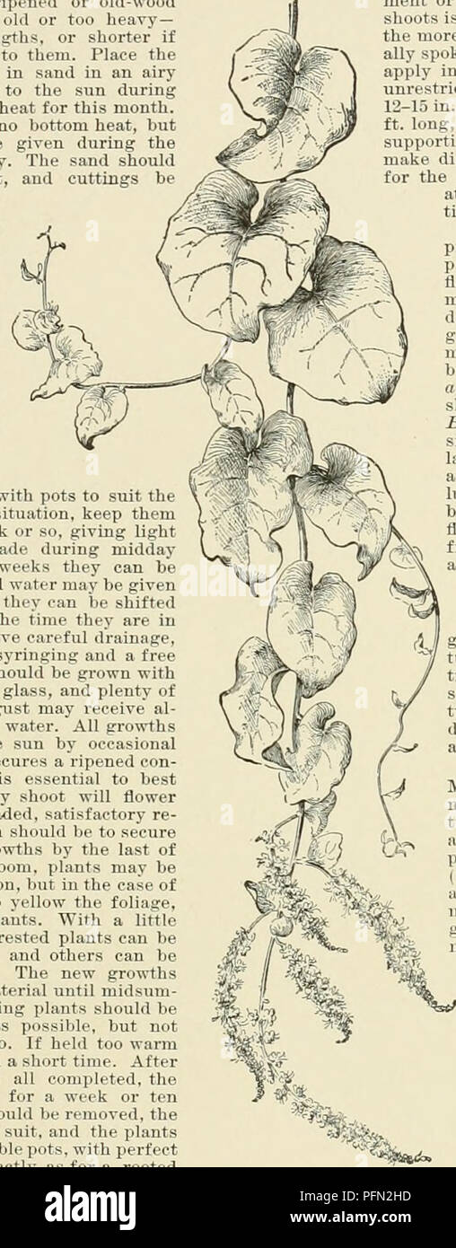 . Cyclopedia der amerikanischen Gartenbau, bestehend aus Anregungen für den Anbau von Gartenpflanzen, Beschreibungen der Arten von Obst, Gemüse, Blumen und Zierpflanzen in den Vereinigten Staaten und in Kanada verkauft, zusammen mit geographischen und Biographische Skizzen. Im Garten arbeiten. BOUGAINVILL^ ein schneidstoff für alraost sechs Monate. Die Blüte - hüllblätter sind extrem langlebig. Sie harmonieren gut mit einigen der beliebtesten Orchideen, und auch gut mit der Amer ican-Beautv Rosen gehen. Gesamte Staats Pflanzen produzieren sehr dekorative" Ergebnisse und sind sehr zufrieden mit ihrer durabil Stockfoto