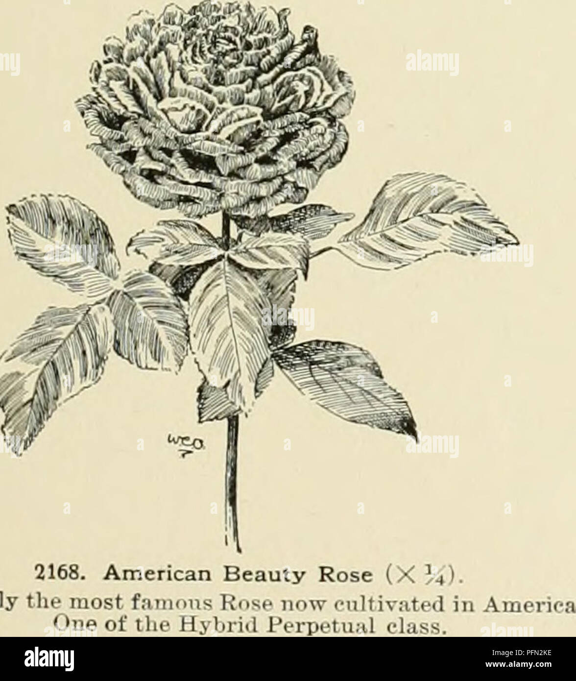. Cyclopedia der amerikanischen Gartenbau, bestehend aus Anregungen für den Anbau von Gartenpflanzen, Beschreibungen der Arten von Obst, Gemüse, Blumen und Zierpflanzen in den Vereinigten Staaten und in Kanada verkauft, zusammen mit geographischen und Biographische Skizzen. Im Garten arbeiten. AA. Kleinere geblüht. B. Laub decitluous. c. Gewohnheit klettern 15. Moschus Noisette 16. Ayrshire 17. Polyantha Wichuraiana Hybride OC. Gewohnheit aii-arf, buschig. 18. Perpetual Dornen Rugosa Lucida Microrhylla Berberid" ifolia Scotch BB. Laub mehr oder weniger hartnäckig 19. Evergreen Macartiiev Wichuraiana Garten - Gruppe 1. Stockfoto . Cyclopedia der amerikanischen Gartenbau, bestehend aus Anregungen für den Anbau von Gartenpflanzen, Beschreibungen der Arten von Obst, Gemüse, Blumen und Zierpflanzen in den Vereinigten Staaten und in Kanada verkauft, zusammen mit geographischen und Biographische Skizzen. Im Garten arbeiten. AA. Kleinere geblüht. B. Laub decitluous. c. Gewohnheit klettern 15. Moschus Noisette 16. Ayrshire 17. Polyantha Wichuraiana Hybride OC. Gewohnheit aii-arf, buschig. 18. Perpetual Dornen Rugosa Lucida Microrhylla Berberid" ifolia Scotch BB. Laub mehr oder weniger hartnäckig 19. Evergreen Macartiiev Wichuraiana Garten - Gruppe 1. Stockfoto