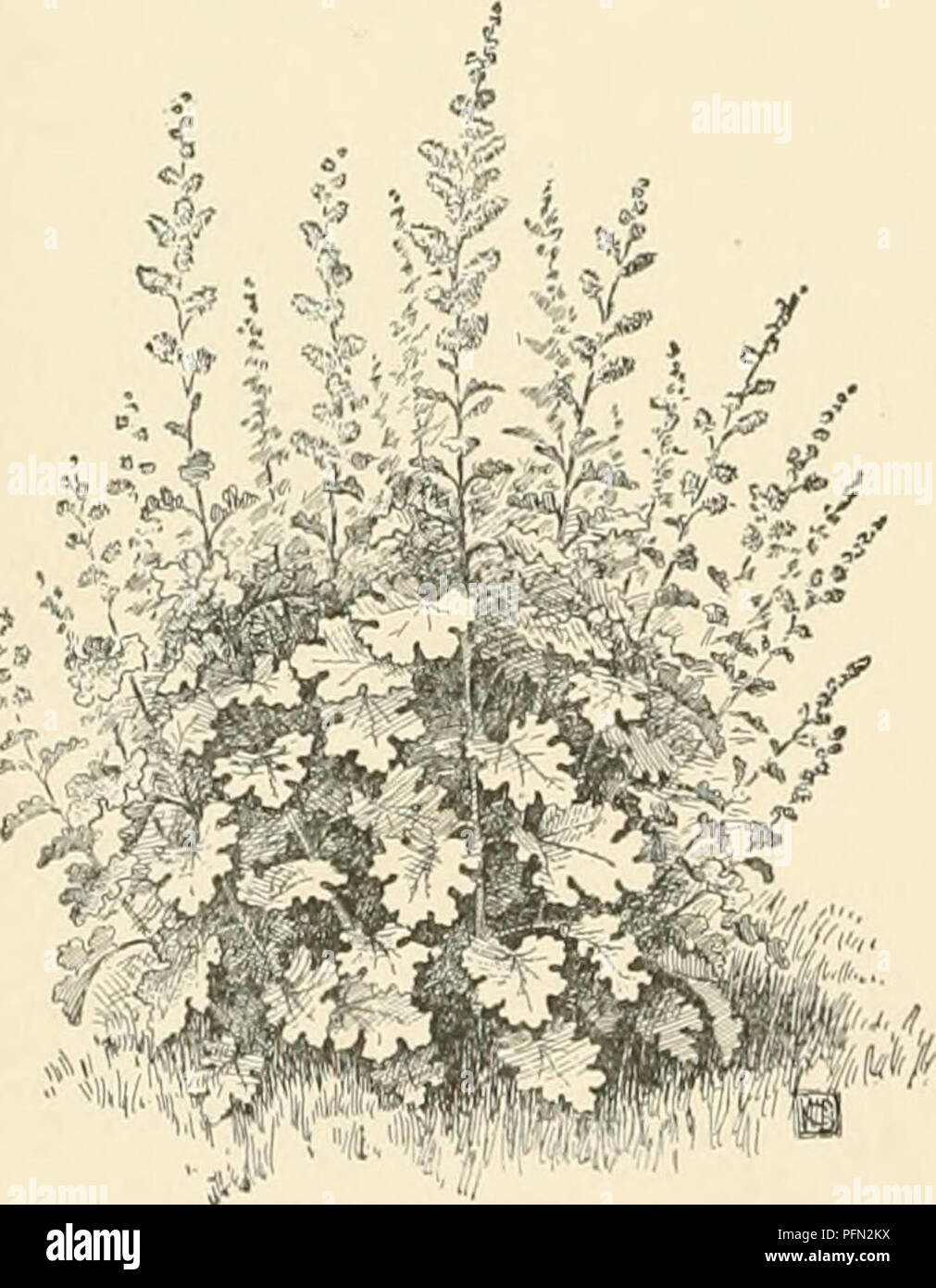 Bloomera-Arten sind in der Cyclopedia of American Horticulture wegen ihrer einzigartigen Blumenstrukturen, einschließlich dichter Dolden und eindeutiger Staubblätter, zu sehen. Sie sind bekannt für ihre schmalen Blüten und kleineren Größen im Vergleich zu anderen Arten, aber sie haben Wert im Gartenbau. Diese Arten werden für Gärtner und Pflanzenliebhaber beschrieben. Stockfoto Bloomera-Arten sind in der Cyclopedia of American Horticulture wegen ihrer einzigartigen Blumenstrukturen, einschließlich dichter Dolden und eindeutiger Staubblätter, zu sehen. Sie sind bekannt für ihre schmalen Blüten und kleineren Größen im Vergleich zu anderen Arten, aber sie haben Wert im Gartenbau. Diese Arten werden für Gärtner und Pflanzenliebhaber beschrieben. Stockfoto