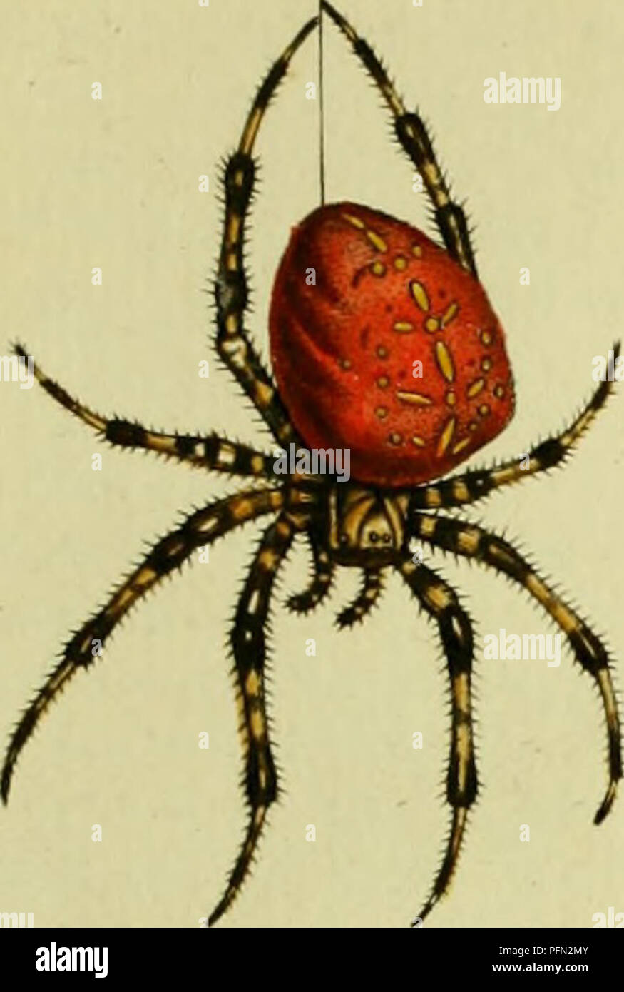 . De natuurlyke Historie der Insecten; voorzien met naar 't Leven en getekende gekoleurde plaaten. Insekten. TOM. IV. Tcih. XXXVI. jX^. ^ â 538 Â". HP & Amp; SÃ!B.. ^.^ .. Bitte beachten Sie, dass diese Bilder sind von der gescannten Seite Bilder, die digital für die Lesbarkeit verbessert haben mögen - Färbung und Aussehen dieser Abbildungen können nicht perfekt dem Original ähneln. extrahiert. RÃ¶sel von Rosenhof, August Johann, 1705-1759; Kleemann, Christian Friedrich Carl, 1735-1789; Moerbeek, Adam Abrahamzoon. Te Haarlem, Amsterdam, durch C.H.Bohn en H. de Wit, boekverkoopers Stockfoto