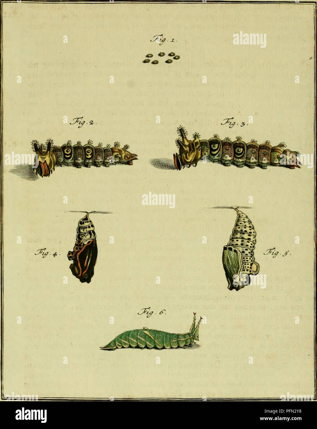 . De natuurlyke Historie der Insecten; voorzien met naar 't Leven en getekende gekoleurde plaaten. Insekten. TOM. ir.Tab. XXXI.. -/^. Tc ^/: -/a^^. /&Amp;. ^^v^. Bitte beachten Sie, dass diese Bilder sind von der gescannten Seite Bilder, die digital für die Lesbarkeit verbessert haben mögen - Färbung und Aussehen dieser Abbildungen können nicht perfekt dem Original ähneln. extrahiert. Rösel von Rosenhof, August Johann, 1705-1759; Kleemann, Christian Friedrich Carl, 1735-1789; Moerbeek, Adam Abrahamzoon. Te Haarlem, Amsterdam, durch C.H.Bohn en H. de Wit, boekverkoopers Stockfoto