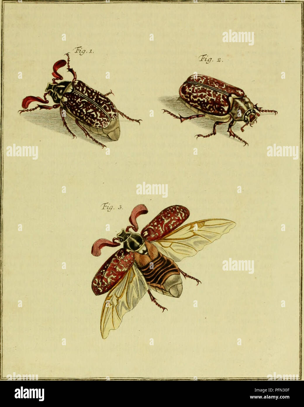 . De natuurlyke Historie der Insecten; voorzien met naar 't Leven en getekende gekoleurde plaaten. Insekten. Tom. ij: j'ah. jlxx.. ^. 1. "RofcL ein. R. in der fec. etexc.. Bitte beachten Sie, dass diese Bilder sind von der gescannten Seite Bilder, die digital für die Lesbarkeit verbessert haben mögen - Färbung und Aussehen dieser Abbildungen können nicht perfekt dem Original ähneln. extrahiert. Rösel von Rosenhof, August Johann, 1705-1759; Kleemann, Christian Friedrich Carl, 1735-1789; Moerbeek, Adam Abrahamzoon. Te Haarlem, Amsterdam, durch C.H.Bohn en H. de Wit, boekverkoopers Stockfoto