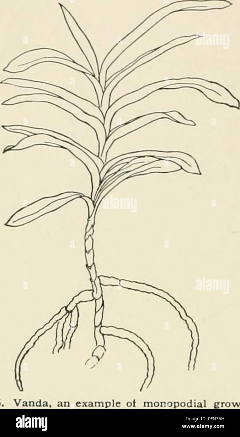 . Cyclopedia der amerikanischen Gartenbau, bestehend aus Anregungen für den Anbau von Gartenpflanzen, Beschreibungen der Arten von Obst, Gemüse, Blumen und Zierpflanzen in den Vereinigten Staaten und in Kanada verkauft, zusammen mit geographischen und Biographische Skizzen. Im Garten arbeiten. 1162 Orchidee im mittleren Teil dieses t-entury ist bemerkenswert für die große Anzahl von neuen und auffällige Arten von Orchideen dis - abgedeckt. Immense Summen wurden für einzelne neue Anlagen gezahlt. Die fabelhafte Preise für Neuheiten bezahlt verursacht Sammler jedes Teil der Tropen zu durchforsten und ihr Leben aufs Spiel zu setzen. 1565. Vanda, der m Stockfoto