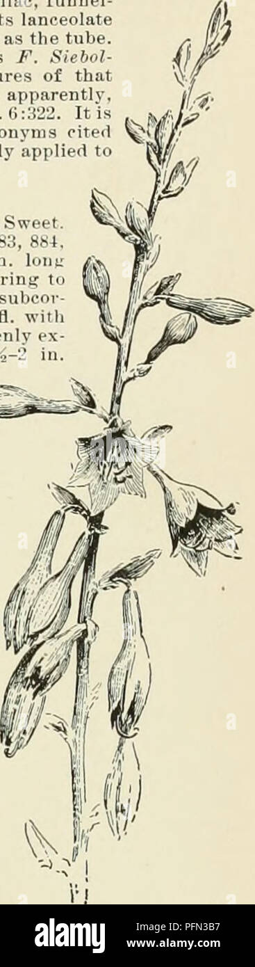 . Cyclopedia der amerikanischen Gartenbau, bestehend aus Anregungen für den Anbau von Gartenpflanzen, Beschreibungen der Arten von Obst, Gemüse, Blumen und Zierpflanzen in den Vereinigten Staaten und in Kanada verkauft, zusammen mit geographischen und Biographische Skizzen. Im Garten arbeiten. 882. Funkia subcordata CX 15). clscens, "B. Ort. F. SP., Sieb.}. Unterscheidet sich von der letzten in der metallic blau Farbe des weniger herzförmige lvs., der in der Schräge blnish oder blass-angehauchter, schlanker - Verrohrt und kleinere Fls. (Die nicht über dem Laub), mit nur einem kleinen Deckblatt auf der Basis des Fl Stockfoto . Cyclopedia der amerikanischen Gartenbau, bestehend aus Anregungen für den Anbau von Gartenpflanzen, Beschreibungen der Arten von Obst, Gemüse, Blumen und Zierpflanzen in den Vereinigten Staaten und in Kanada verkauft, zusammen mit geographischen und Biographische Skizzen. Im Garten arbeiten. 882. Funkia subcordata CX 15). clscens, "B. Ort. F. SP., Sieb.}. Unterscheidet sich von der letzten in der metallic blau Farbe des weniger herzförmige lvs., der in der Schräge blnish oder blass-angehauchter, schlanker - Verrohrt und kleinere Fls. (Die nicht über dem Laub), mit nur einem kleinen Deckblatt auf der Basis des Fl Stockfoto
