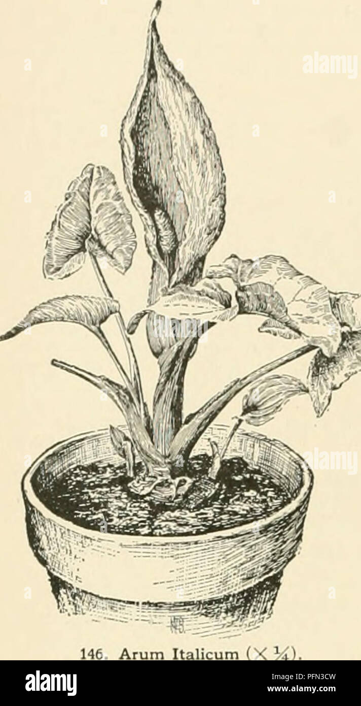 . Cyclopedia der amerikanischen Gartenbau, bestehend aus Anregungen für den Anbau von Gartenpflanzen, Beschreibungen der Arten von Obst, Gemüse, Blumen und Zierpflanzen in den Vereinigten Staaten und in Kanada verkauft, zusammen mit geographischen und Biographische Skizzen. Gartenarbeit. Blade ohionir-tri.- intnil: tube Paar wii III f:, ich hi In und Farbe", hatte ich gesagt, im-lii mit Vari.. u-l; iniirl. ich 'il 3. detruncitum. . Miyi die Basis, die Blade Sh'o Grün und Lila - SPOTTE oder länglich-dreieckig: Spatha ii-s lang, Lanzettlich - länglich, iticular lila Flecken: spadix I.. r. ÂRuns in vielen Formen, itlies Stockfoto