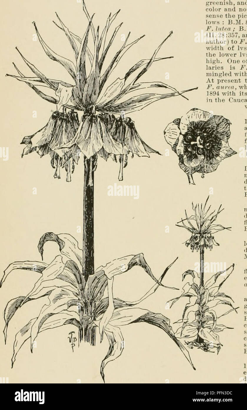 . Cyclopedia der amerikanischen Gartenbau, bestehend aus Anregungen für den Anbau von Gartenpflanzen, Beschreibungen der Arten von Obst, Gemüse, Blumen und Zierpflanzen in den Vereinigten Staaten und in Kanada verkauft, zusammen mit geographischen und Biographische Skizzen. Im Garten arbeiten. 612 FRITILLARIA FKITILLARIA grünlich-gelb; hat einen hroadly glockenförmig, kleineren Fl., 7-9. Latifolia, Wi, noch früher und hat kleinere Drüsen. Und f. aurea, Sri. • 4. verticill 4 Ta, Willd. (/'.; e"™ H", ", Fisch). Dies und als 11 Nr. 5 sind an die Änderungsanträge 6-10 durch die größere Fo'ia Unterschieden darstellen Stockfoto . Cyclopedia der amerikanischen Gartenbau, bestehend aus Anregungen für den Anbau von Gartenpflanzen, Beschreibungen der Arten von Obst, Gemüse, Blumen und Zierpflanzen in den Vereinigten Staaten und in Kanada verkauft, zusammen mit geographischen und Biographische Skizzen. Im Garten arbeiten. 612 FRITILLARIA FKITILLARIA grünlich-gelb; hat einen hroadly glockenförmig, kleineren Fl., 7-9. Latifolia, Wi, noch früher und hat kleinere Drüsen. Und f. aurea, Sri. • 4. verticill 4 Ta, Willd. (/'.; e"™ H", ", Fisch). Dies und als 11 Nr. 5 sind an die Änderungsanträge 6-10 durch die größere Fo'ia Unterschieden darstellen Stockfoto