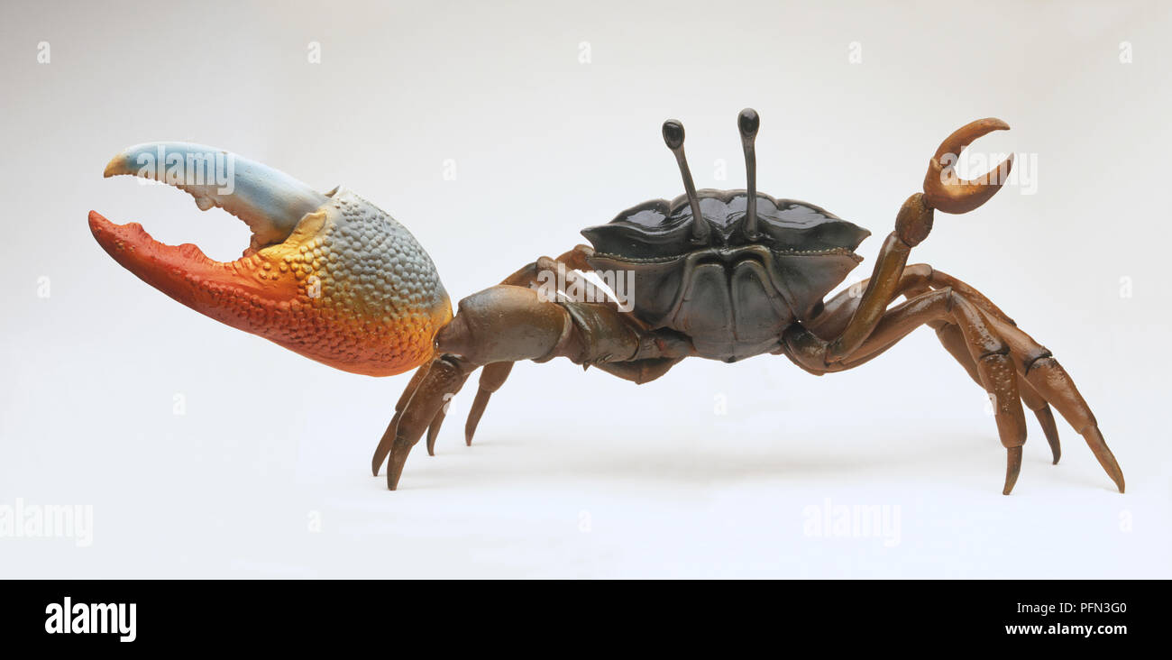 Modell der Fiddler Crab" (Uca vocans) in der Balz, Krallen ausgestreckt. Stockfoto
