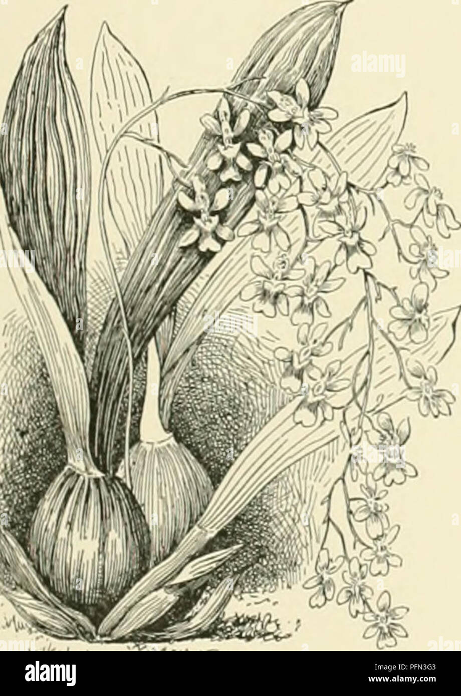 . Cyclopedia der amerikanischen Gartenbau, bestehend aus Anregungen für den Anbau von Gartenpflanzen, Beschreibungen der Arten von Obst, Gemüse, Blumen und Zierpflanzen in den Vereinigten Staaten und in Kanada verkauft, zusammen mit geographischen und Biographische Skizzen. Gartenarbeit. Lange." Indies. B.J ONCIDIUM mit Blume - C-9 ft. lang und hat mit O. attissimtim verwirrt worden. 25. altissimum, Swartz. Pseudobulben fast Rotund viel compresst-. l und umrandete: Ivs. 1-2 an der tup ein. Mehrere an der li. i-'.&gt;!' Ich 1 m&gt;|. Ti,!, L, I, 1 I, i^; fâriii, V. i}. .1 lM-2ft. Lon^r::' - â Â Â Â Â Â Stockfoto