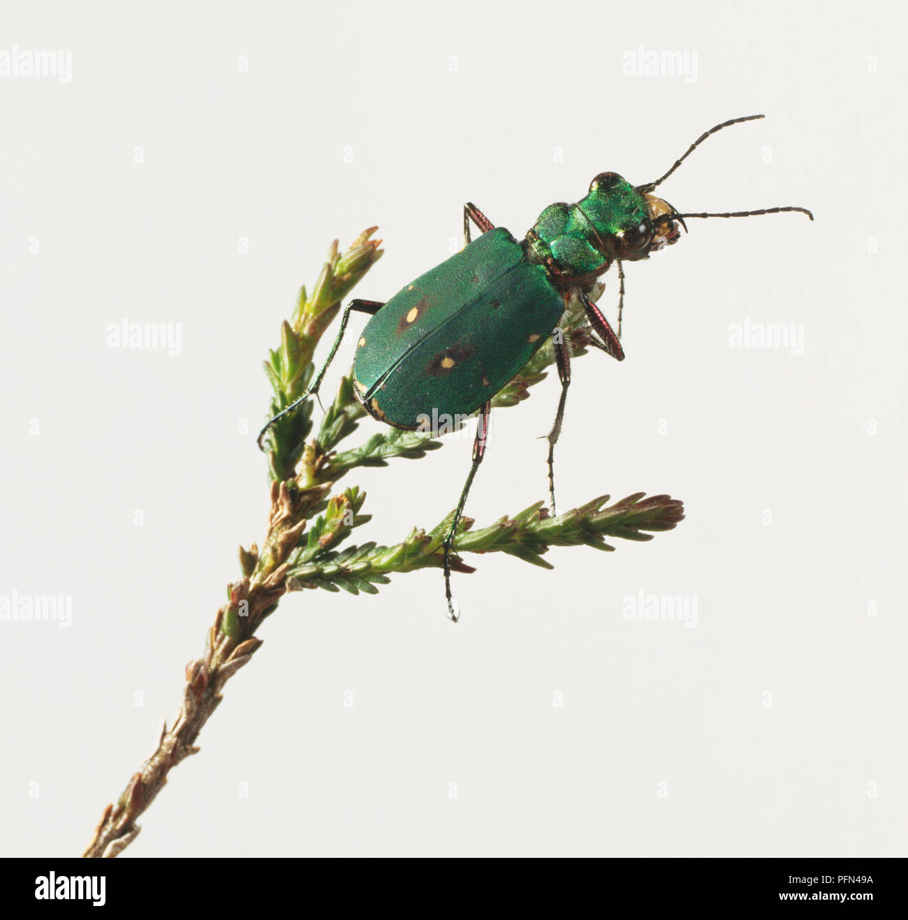 Green Tiger Beetle, Cicindela campestris, am Werk. Stockfoto