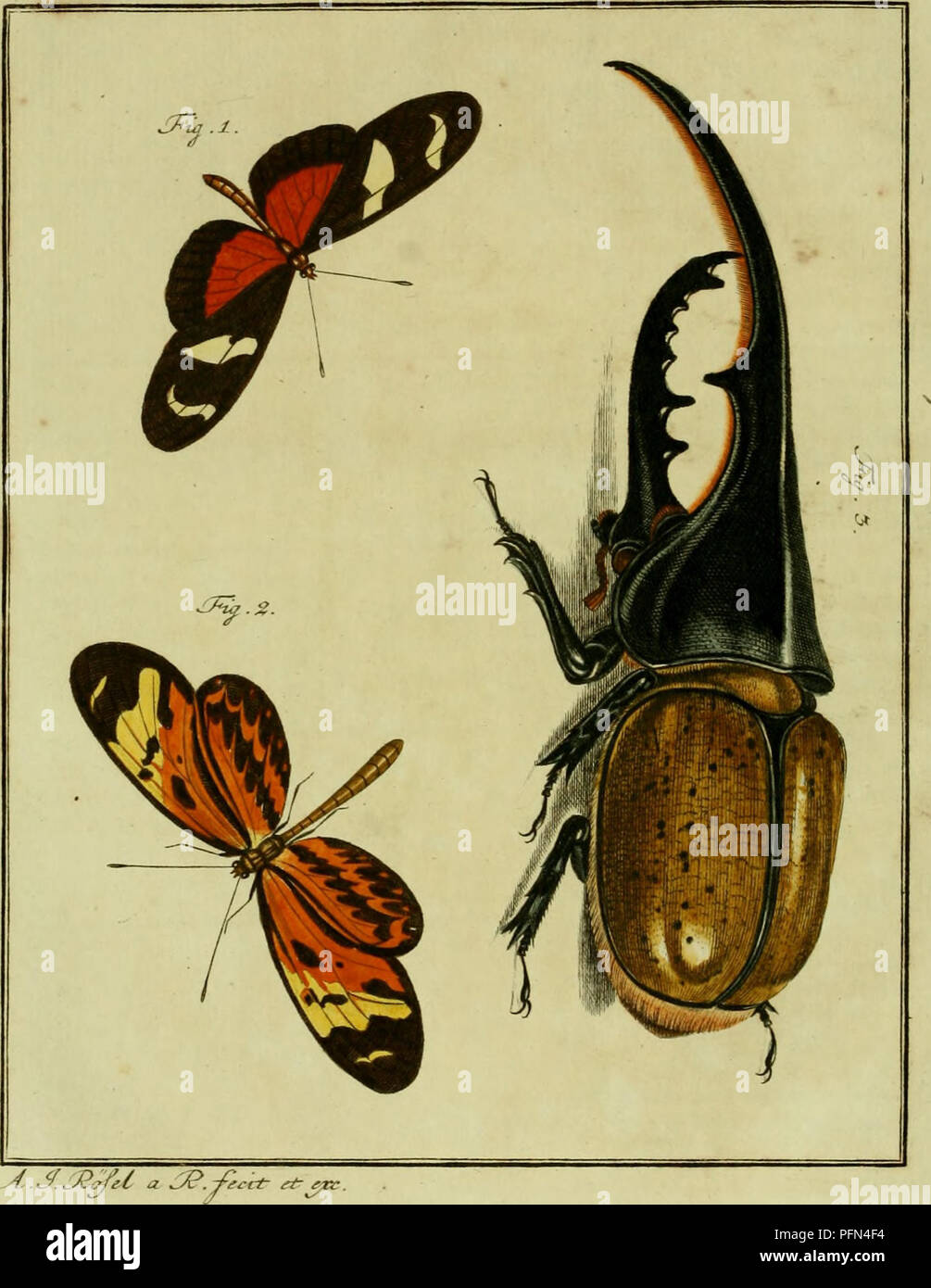 . De natuurlyke Historie der Insecten; voorzien met naar 't Leven en getekende gekoleurde plaaten. Insekten. TOM. ir. TTi/. V. Bitte beachten Sie, dass diese Bilder sind von der gescannten Seite Bilder, die digital für die Lesbarkeit verbessert haben mögen - Färbung und Aussehen dieser Abbildungen können nicht perfekt dem Original ähneln. extrahiert. Rösel von Rosenhof, August Johann, 1705-1759; Kleemann, Christian Friedrich Carl, 1735-1789; Moerbeek, Adam Abrahamzoon. Te Haarlem, Amsterdam, durch C.H.Bohn en H. de Wit, boekverkoopers Stockfoto