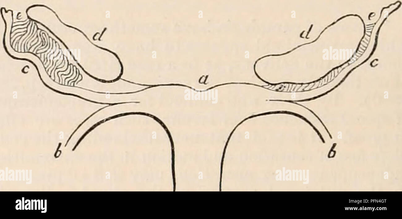 . Die cyclopaedia von Anatomie und Physiologie. Anatomie, Physiologie, Zoologie. 678 GEBÄRMUTTER UND IHRE ANHÄNGSEL. deckt die Plazenta, verliert nach und nach die Cha-racter der aktiven Vitalität, und seine Gewebe sind in molekularen Fett umgewandelt. Andere und entsprechende Änderungen, von denen ein Konto wird im Folgenden gegeben werden (siehe PLA CENTA), in den Strukturen, in denen die fötalen Blut zirkuliert auftreten. Die üppig entwickelt Kapillaren, die in den Zotten ramify während der frühen und mittleren Perioden der Schwangerschaft beginnen Rückschritt zu leiden als die Zeit der Trennung Ansätze, und der fcetal Blutfluss Stockfoto