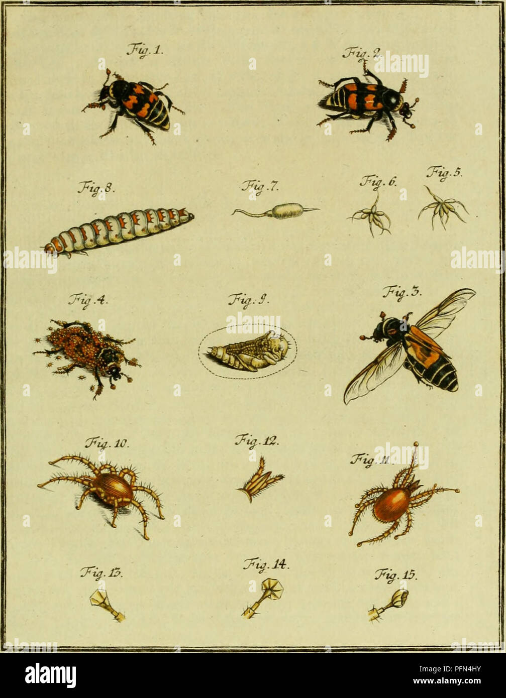 . De natuurlyke Historie der Insecten; voorzien met naar 't Leven en getekende gekoleurde plaaten. Insekten. TOM. b: jTih r.. yi.S. Jlcfil ein." Jt. J^ icttet êxc.. Bitte beachten Sie, dass diese Bilder sind von der gescannten Seite Bilder, die digital für die Lesbarkeit verbessert haben mögen - Färbung und Aussehen dieser Abbildungen können nicht perfekt dem Original ähneln. extrahiert. Rösel von Rosenhof, August Johann, 1705-1759; Kleemann, Christian Friedrich Carl, 1735-1789; Moerbeek, Adam Abrahamzoon. Te Haarlem, Amsterdam, durch C.H.Bohn en H. de Wit, boekverkoopers Stockfoto