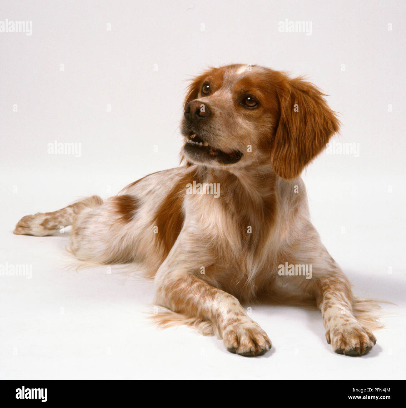 Eine leicht keuchend braunen und weißen Bretagne Hund liegt mit seinen gefiederten Vorderläufe erweitert. Stockfoto
