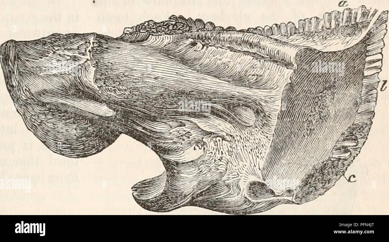 Dieses anatomische Diagramm aus einer Zyklopädie veranschaulicht die Zahnstruktur des Schleienfisches. Es hebt das Dach des Mundes, den Ösophagus und spezielle Rachenzähne hervor, die zum Zerquetschen harter Beute wie Korallinen verwendet werden. Stockfoto