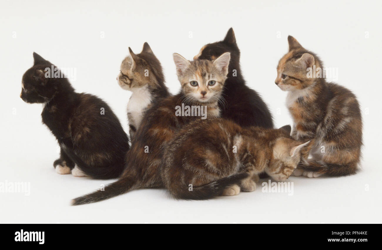 Gruppe von sechs Kätzchen in einem Kreis, ein Blick auf die Kamera. Stockfoto