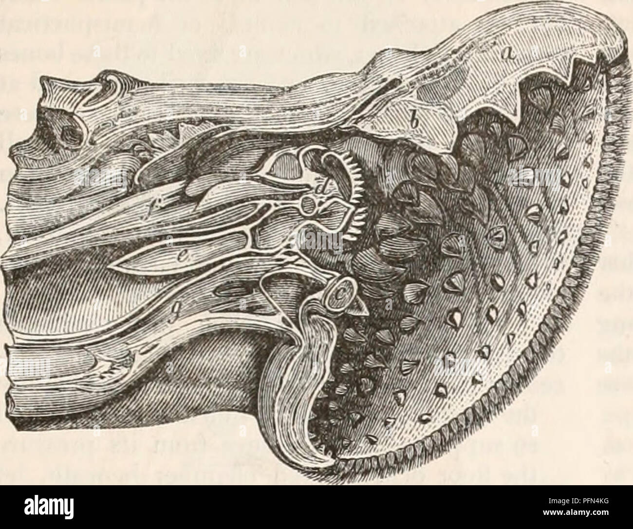 . Die cyclopaedia von Anatomie und Physiologie. Anatomie, Physiologie, Zoologie. Fische. 977 Fjg.511.. Sehen, dass die Zähne der Fische sind Ableitungen von Zellstoffen durch die schleimhäute Schleimhaut des Mundes gebildet, kann es sich um kleine Entsetzen feststellen, dass sie in irgendeinem Teil der Mundhöhle, in denen die Notwendigkeiten einer bestimmten Art ihre Anwesenheit erfordern kann entwickelt werden, ohne Bezug auf die Klauen, mit denen Sie allein in der höchsten Rennen der Vertebrata angeschlossen und in das menschliche Subjekt sein. Entsprechend in der Klasse unter Berücksichtigung der Zähne befestigt sind oder zu t gefunden Stockfoto