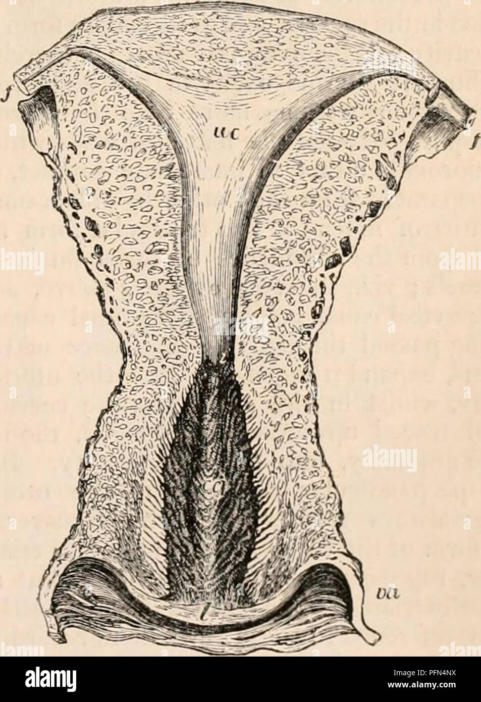 . Die cyclopaedia von Anatomie und Physiologie. Anatomie, Physiologie, Zoologie. Beobachtet etwas auseinander, so dass eine Spindelförmige canal fahren die gesamte Länge der uterinen Hals (Abb. verlassen. 431. cc). Eine zweite Ansicht wird durch Schneiden kom- plett durch die Gebärmutter in die Richtung der quer liegenden Durchmesser, und parallel mit der Extremitäten. Wenn die gesamte Orgel in viele derartige Segmente (Bild ausgeschnitten werden. 427-430.), itis dann gesehen, von der Länge der Linie, die den Hohlraum in die Breite variiert, der größte Teil ist im Segment der Ex-tremities der Eileiter umfasst Stockfoto