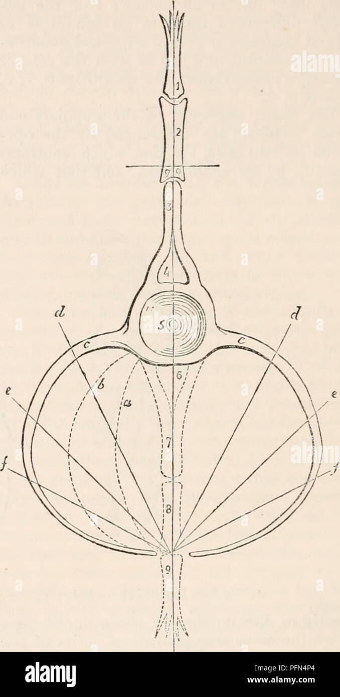 . Die cyclopaedia von Anatomie und Physiologie. Anatomie, Physiologie, Zoologie. 668 Skelett. Dieser dorso-ventrale Form (Abb. 487.), und die Neu (3, 3) umschließt die haemal oder viszeralen Raumanzug ist Abb. 488., in ein paar symmetri- (J), und dieser Bogen, wie oben, Abb. 487. k TJie dorso-ve. ntral archetypische Menge, aus der Serie der knöchernen Wirbelsäule Fisch genommen. cal Rippen (c c) beendet durch symmetrische Palms oder Flossen (9). Die ventrale Raum (C, C, Abb. 488.) ist jetzt eine Wohnung, die durch Rippen, in dem das Blut entfernt sind eingeschlossen - zirkulierenden Organe, zusammen mit den Eingeweiden von Selbst - Nutri Stockfoto
