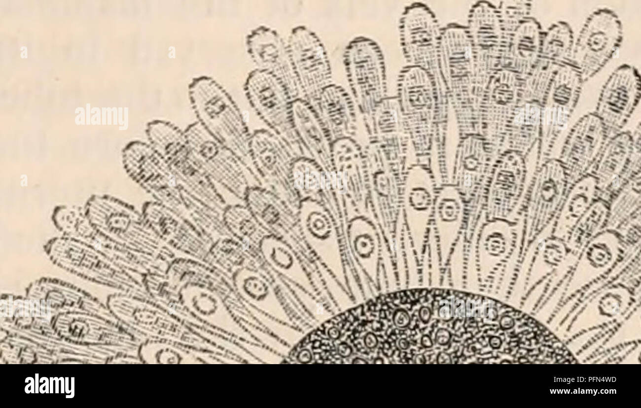 . Die cyclopaedia von Anatomie und Physiologie. Anatomie, Physiologie, Zoologie. Eileiter oder EILEITER - (Funktionen). 609 Meilen ist, mit ihm in den Mund der Tube durchgeführt. In Eizellen, die noch nicht ganz reif sind, diese nu-abfärben Zellen sind rund, aber während der OES-trus, in der reifer Eizellen, die Zellen werden Elon-getriggerte und Fusiform, in ihren spitzen Enden an die Zona pellucida oder Begrenzenden Membran der Eizelle. Sie präsentieren eine Glasige geschwollene Aspekt, durch den die Vollreife Abb. 410.. ,! ^. Bitte beachten Sie, dass diese Bilder aus gescannten Seite Bilder, Ziffer wurden extrahiert werden Stockfoto