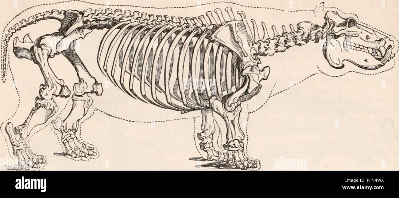 . Die cyclopaedia von Anatomie und Physiologie. Anatomie, Physiologie, Zoologie. 862 PACHYDERMATA. Abb. 474.. Skelett von Hippopotamus. Breite bilden eine Art von Knöchernen fall en-schließen, einen beachtlichen Teil der Bauchhöhle und berechnete Herkunft Muskeln Stromversorgung seiner schwerfälligen Con-Zelte proportioniert zu geben. In der Hyrax, durch Pallas seziert, es waren zwanzig - zwei Rippen auf der linken Seite und 21 auf der rechten Seite:. Von diesen sieben waren wahre Rippen, sechs False auf dem Brustbein verbunden durch das Eingreifen der rippenbögen Knorpel, und der Rest nur eingebettet in den Muskeln der Flan Stockfoto