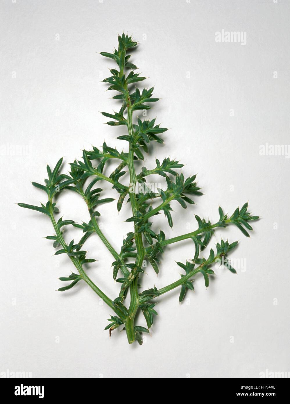 Salsola Kali (Stachelige saltwort), Stengel mit stacheligen Blätter Stockfoto