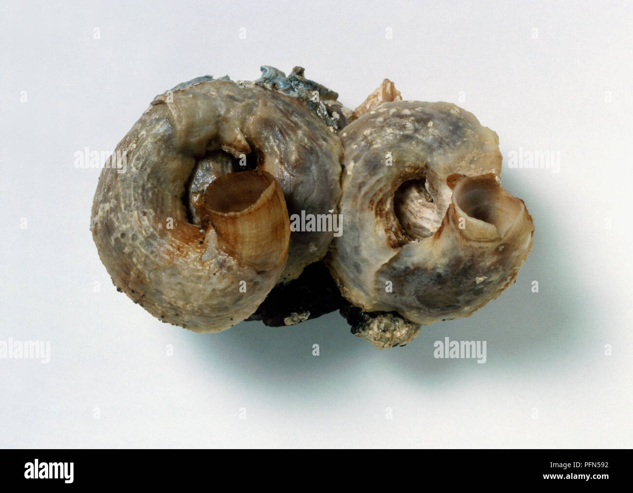 Schuppiger Wurm Shell (Serpulorbis imbricata) Stockfoto