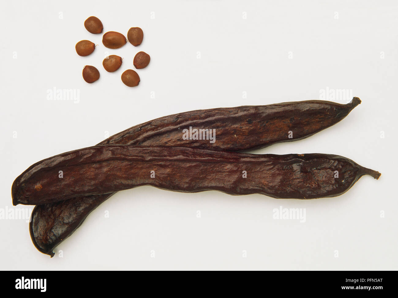 Pod und Bohnen aus der Johannisbrotbaum. Stockfoto