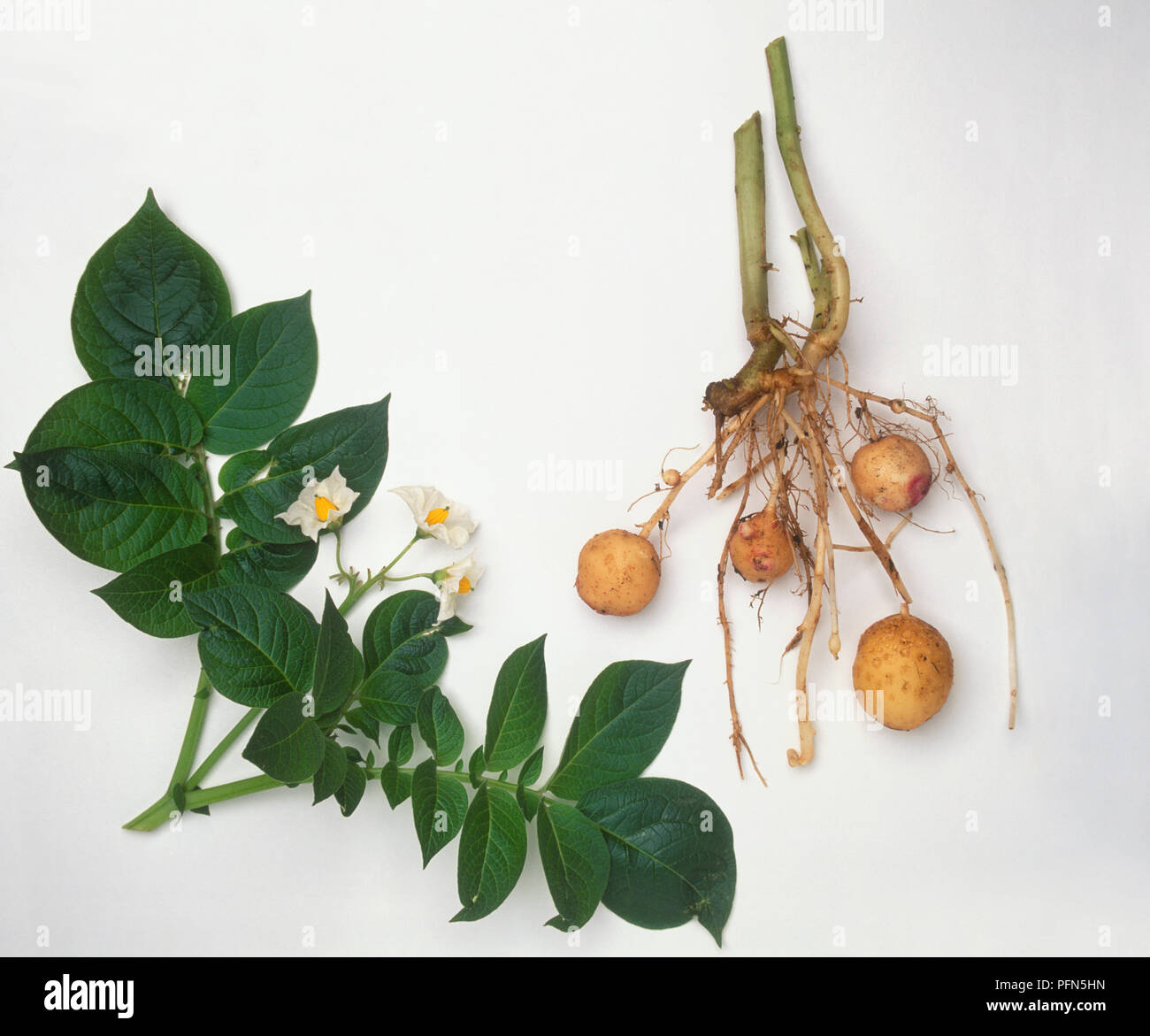 Solanum tuberosum (Potato), weißen Blüten, gelb in der Mitte, grüne Blätter, rohe Kartoffeln und Wurzeln, close-up Stockfoto